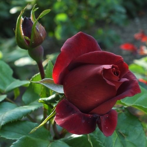 Rosa Terracotta® - roșu - Trandafir copac cu trunchi înalt - cu flori teahibrid - coroană dreaptă